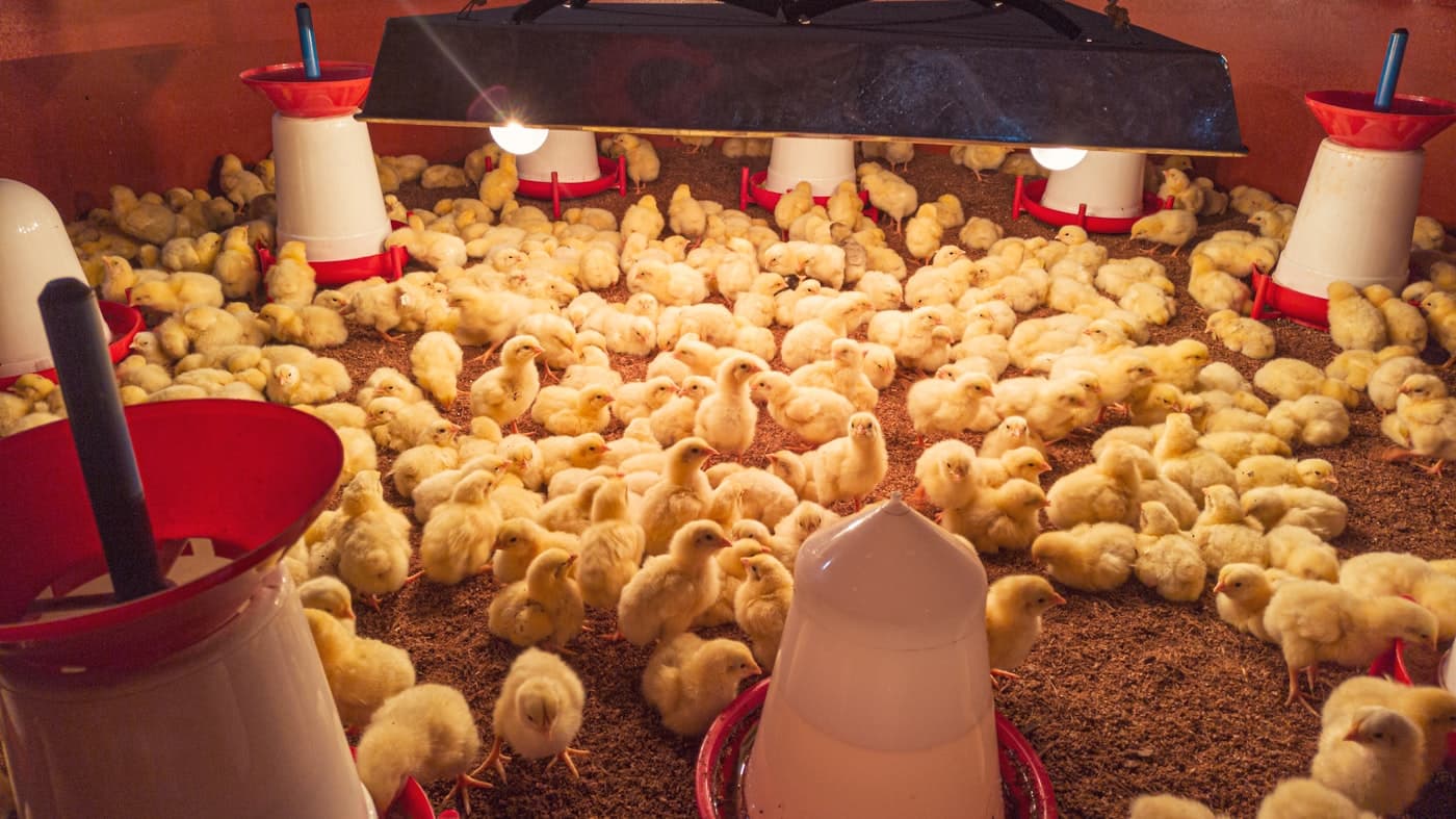 Solar and Battery Backup for a Layer Poultry Farm